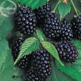 100% Natural DarK Black Mulberry, 50 Seeds, nutritious healthy delicious edible fruits E3609