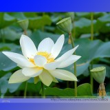 Heirloom 'Bai Xu'  White Lotus (Nelumbo Nucifera) Seeds, Professional Pack, 1 Seed / Pack, Attracting Bees Butterflies #TS026