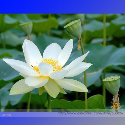 Heirloom 'Bai Xu'  White Lotus (Nelumbo Nucifera) Seeds, Professional Pack, 1 Seed / Pack, Attracting Bees Butterflies #TS026
