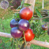 BELLFARM Tomato 'Blue Berries' Fruit Seeds, 100 seeds, professional pack, tasty sweet organic tomato vegetables E4351U
