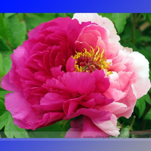 New Heirloom Red Pink Peony Shrub Flower Seeds, Professional Pack, 5 Seeds / Pack, Strong Fragrant Rare Flower #NF700
