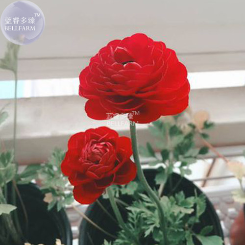 BELLFARM Ranunculus asiaticus Dark Red Blooms Flower Seeds, 20 seeds, bonsai persian buttercup garden flowers E4288