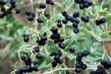 BELLFARM Black Goji Qinghai Heirloom Herbs Seeds, 20 Seeds, Professional pack, tasty organic medlar lycium E4247