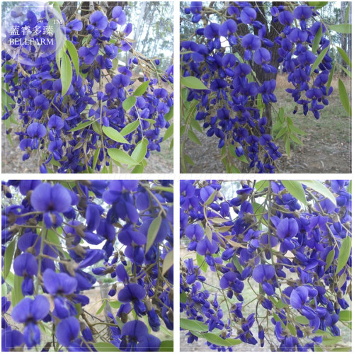 BELLFARM New Dark Blue Wisteria Tree Seeds, Professional Pack, perennial fragrant plants E4208