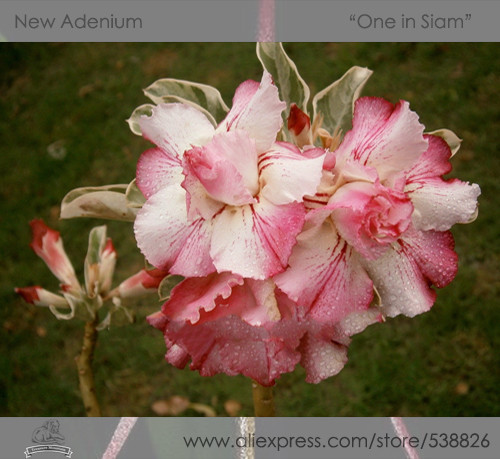 1 Professional Pack, 2 seeds / pack, Rosy Adenium Obesum One in Siam Desert Rose Flowers Seeds #NF290