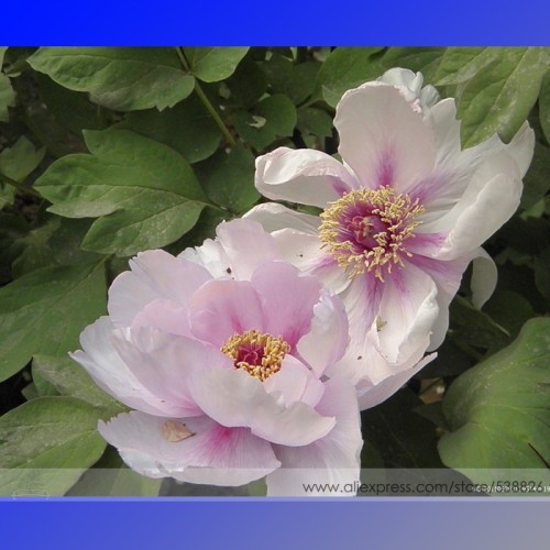 Heirloom 'Lan Ju' Pink Peony with Purple Stripe Flower Seeds, Professional Pack, 5 Seeds / Pack, Fragrant Garden Flower #NF750