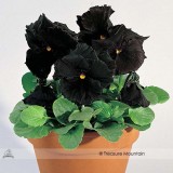 Black Pansy Seeds, Original Pack, 30 Seeds / Pack, Clear Crystals Viola Garden Flower Seed Fall Planting #A262