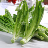 BELLFARM Romaine Lettuce (Lactuca L. var. longifolia) Vegetable Seeds, 200 seeds, cos lettuce organic home garden