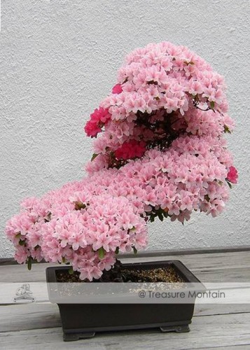 1 Professional Pack, approx 50 Seeds / Pack,  Rare Azalea Hardy Pink Rhododendron, Perennial Shrub Plants for Bonsai #NF338