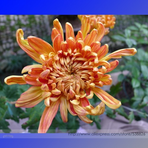 Orange Chrysanthemum Flower Seeds, Professional Pack, 50 Seeds / Pack #NF969