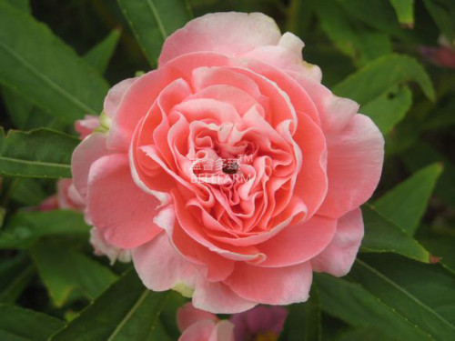 BELLFARM Pink Garden Balsam Perennal Impatiens Flower Seeds, 20 seeds, original pack, big blooms multi-petalled garden flowers