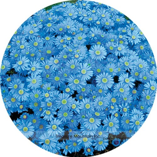Heirloom 'Zhui Meng' Light Blue Bellis Perennis Daisy Flower seeds, Professional Pack, 20 Seeds / Pack, Very Beautiful