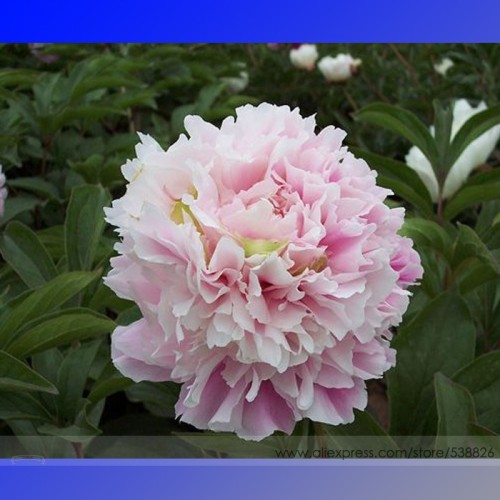 New Double Pink Peony Flower with Green Pot Plant Seeds, Professional Pack, 5 Seeds / Pack, Light Fragrant Garden Flower #NF703