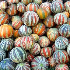 Rare Kajari Sweet  Melon Fruit, 10 Seeds, 13% sugar contained melon colorful skin fruit TS237T