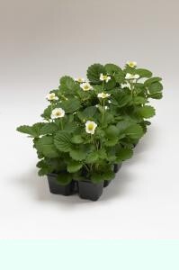 Loran F1 Strawberry Seeds, 1 Professional Pack, 100 Seeds / Pack, Big Fruit on Compact Plants #NF547