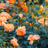 'Gloire de Dijon' Subtle Fragranced Climbing Rose, 50 seeds, professional pack, Buff Yellow Old Favourite flower E4131