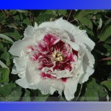 Heirloom White Dark Red Tree Peony Flower Seeds, Professional Pack, 5 Seeds / Pack, Light Fragrant Rare Flower #NF699