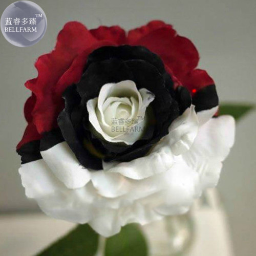 BELLFARM Heirloom Rare White Black Red Tri-color Rose with white eye, 50 Seeds, attract the butterfly add interest E3603