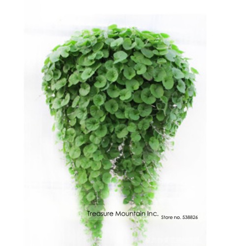 Hanging Green Creeping Dichondra Ornamental Leaves Plant Seeds, Professional Pack, 1000 Seeds / Pack, Very Interesting