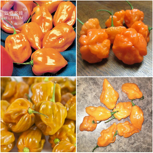 BELLFARM Orange Yellow Habanero Pepper Capsicum Seeds, 28 Seeds, hot chilli ornamental vegetables E4212