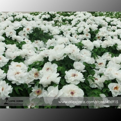 Heirloom White Peony Seeds for Oil, Professional Pack, 5 Seeds / Pack, Oil Edible E3365