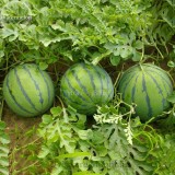 Rare Blue Watermelon Sweet Fruits, 20 Seeds, juicy hybrid fruits TS219T