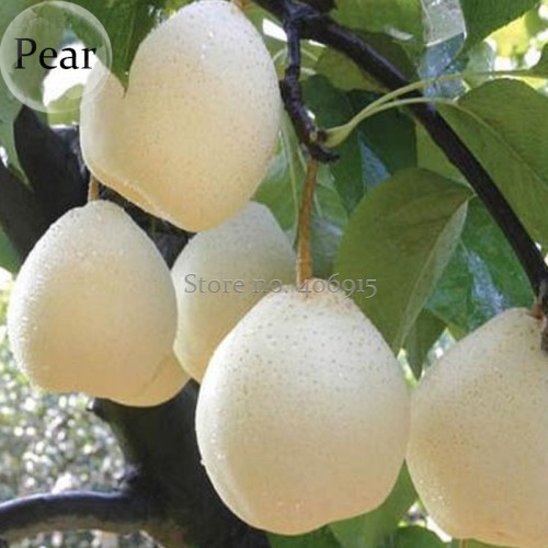Pear Chinese White Sand Pear, 5 Seeds, juicy fleshy sweet and delicious green fruits E3652