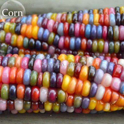 Rare Heirloom Colorful Hybrid Corn, 20 Seeds, healthy and nutritious fresh edible NOT-gmo corn E3645