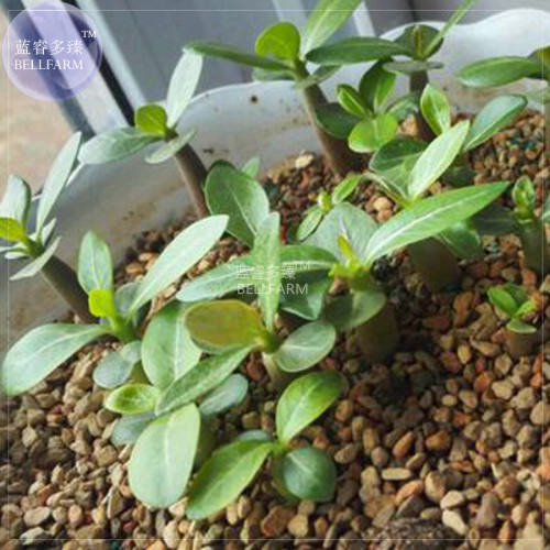 BELLFARM Adenium Pink Petals with Blue Stripe Flower Seeds, 2 seeds, 7-layer big blooms perenial plants flowers home garden