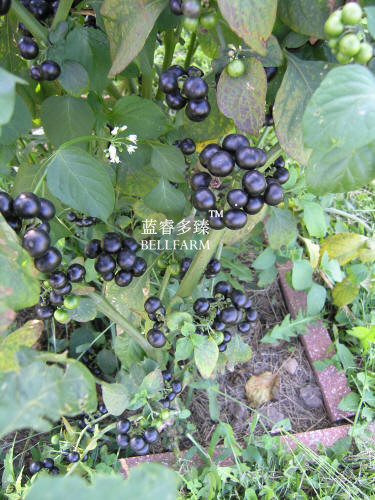 BELLFARM Black Nightshade Garden Huckleberry Organic Fruit Seeds, 200 seeds, hound's berry small-fruited wonder berry