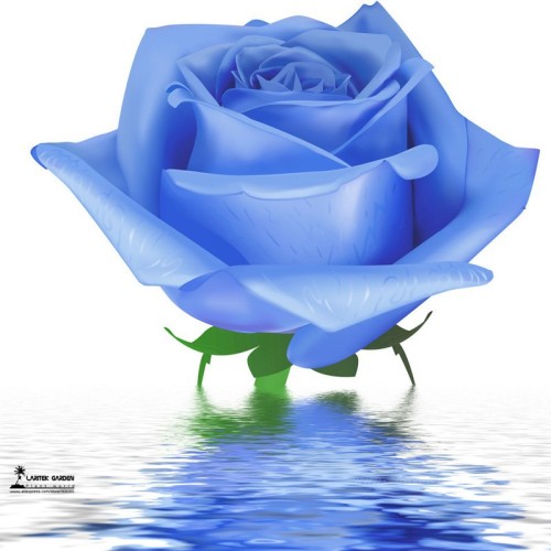 Water Blue Rose Seeds, Professional Pack, 50 Seeds / Pack, Light Fragrant Garden Rose Flowers #LG00016