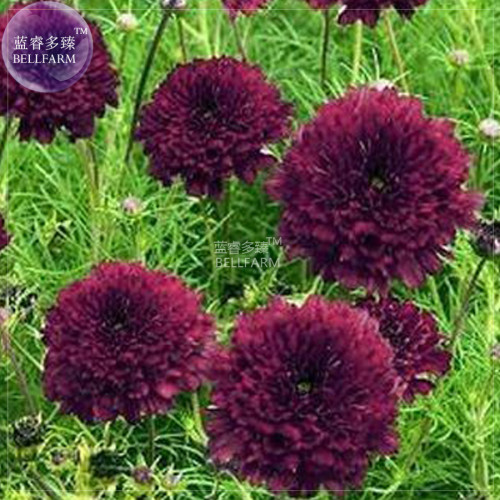 BELLFARM Cosmos Coreopsis Double Petals Dark Red White Pink Hybrid Mix Perennial Flower Seeds, 50 seeds, home garden big blooms