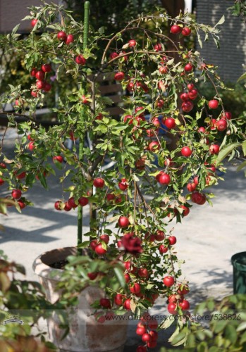 Unusual Dwaft 'Weeping Wickson' Red Apple Tree Extraordinary Sweetness Seeds, Professional Pack, 10 Seeds / Pack, Great Tasty