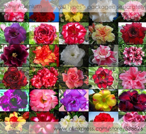 30 Professional Packs, 1 seed / variety, Rosy Adenium Obesum Home Garden Desert Rose Flowers Seeds #NF304