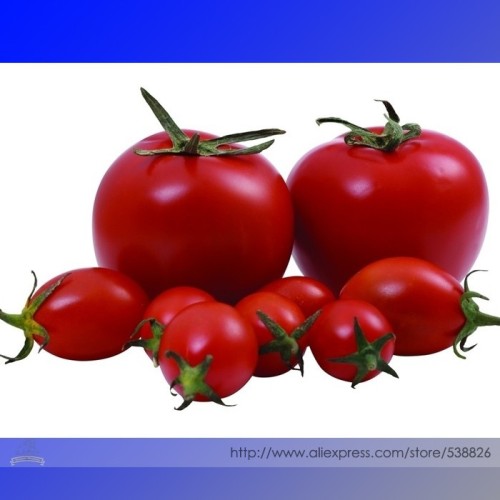 'Honglian' Small Big Mixed Dark Red Tomato Hybrid F1 Tomato Seeds, Professional Pack, 100 Seeds / Pack, Very Sweet Tomato