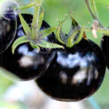 Imported European Black Big Tomato Organic Seeds, 300 seeds, professional pack, Non-GMO tasty rare big juicy vegetables  TS370T