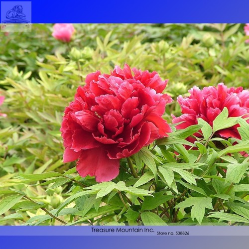 Heirloom Luoyang 'Huang Wang' Dark Red Double-petalled Big Peony Flower Seeds, Al Pack, 5 Seeds+