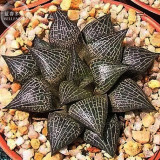 BELLFARM Haworthia marxii 'GM605' Bonsai Succulent Seeds, 5pcs Heirloom a must for loving Bonsai