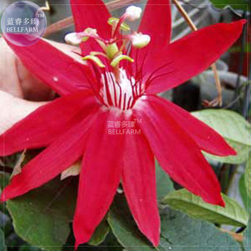 BELLFARM Passiflora coccinea Red Passion Flower Seeds, 30 seeds, professional pack, big red blooms home garden E4340U