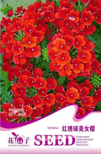 Blood Red Verbena Flower Seeds, 1 Original Pack, 30 Seeds / Pack, Beautiful Garden Flowers #A183