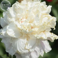 'Jinbianbai' White Golden Peony Seeds, 5 seeds, professional pack, a must for loving big flowers E4113
