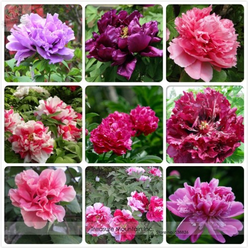 Rare Heirloom Mixed 9 Colors Luo Yang Peony Plant Flower Seeds, Professional Pack, 15 Seeds / Pack, Very Beautiful Fragrant