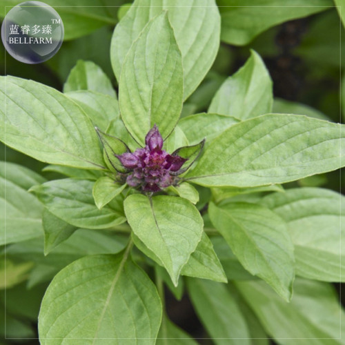 BELLFARM Heirloom Thai Siam Queen Basil Seeds, 20 Seeds, Large, lush green leaves contrast with square, purple stems E4236