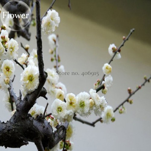 White Prunus Mini Bonsai Pear Plant Tree, 10 Seeds, Ornamental for home garden E3794