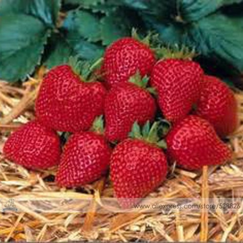 Elan F1 Strawberry Seeds, 1 Professional Pack, 100 Seeds / Pack, Large Bright Red Bi-conical Shaped Fruit Strawberry#NF537