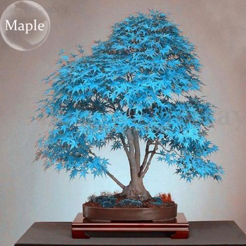 Rare Colorful  Bonsai Japanese Maple Tree Seeds, 20 Seeds, new dazzling bonsai tree perennial plants E3661