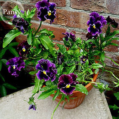 Rare Wavy Purple Black Pansy Flowers, 20 Seeds, new attractive butterfly handy plants E3662