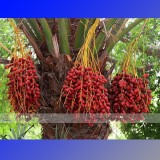 1 Professional Pack, 20 seeds / pack, Date Palm Phoenix Dactylifera Tree Seed #NF389