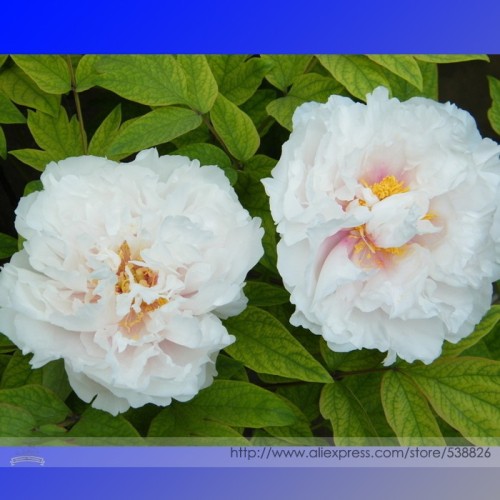 'White Lovers' Light Fragrant Peony Flower Plant Seeds, Professional Pack, 5 Seeds / Pack, Hybrid Seeds #TS065