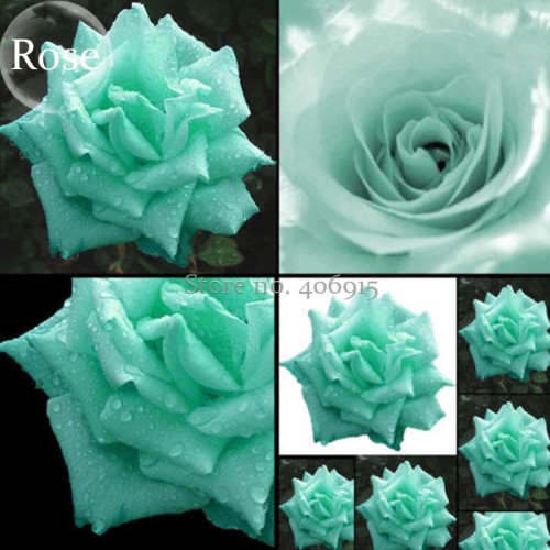 Rare Bright Green Rose Flowers, 50 Seeds, fragrant attractive butterfly light up your garden E3677